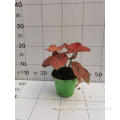 good quality caladium jiaoyang